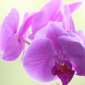 Macro Orchidee - 021